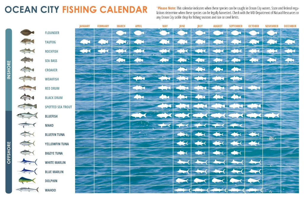 Picture of: What Fish To Catch & When to Catch them In OCean City MD